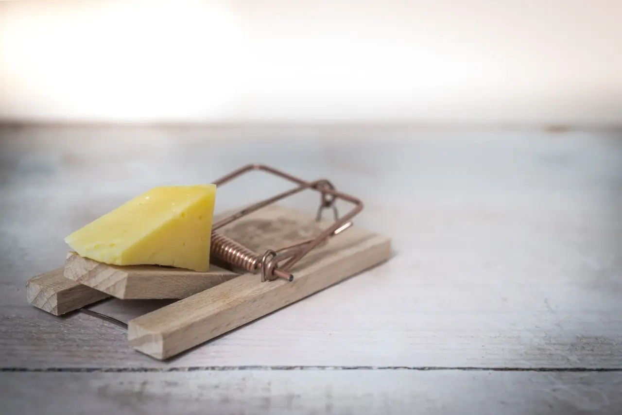 Piège à ressort en bois avec morceau de fromage, sans animal.